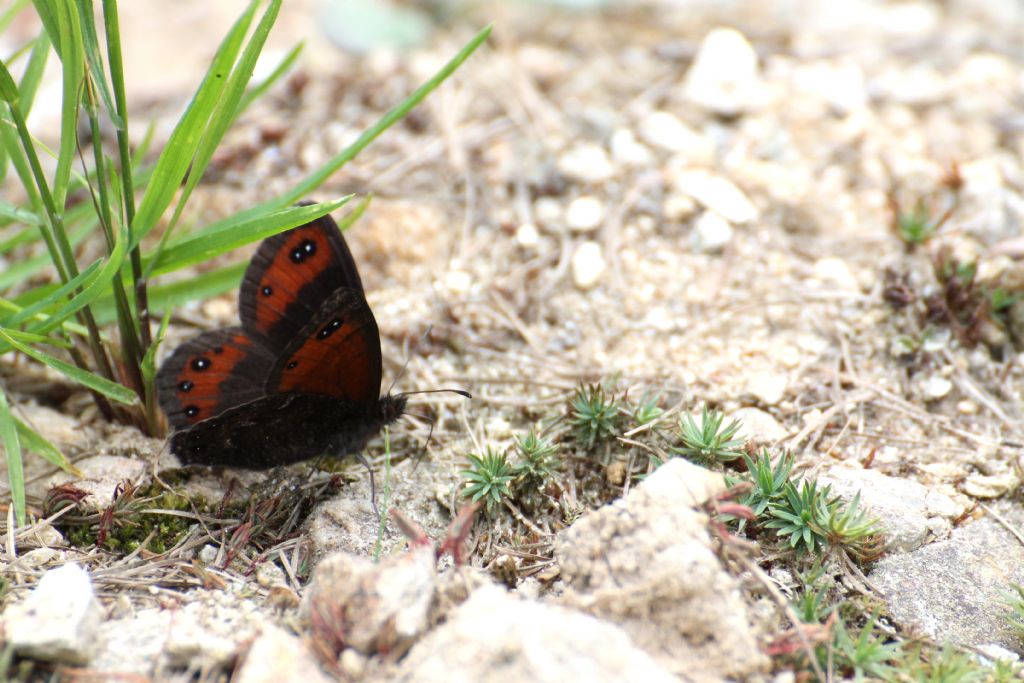 Erebia montana? S